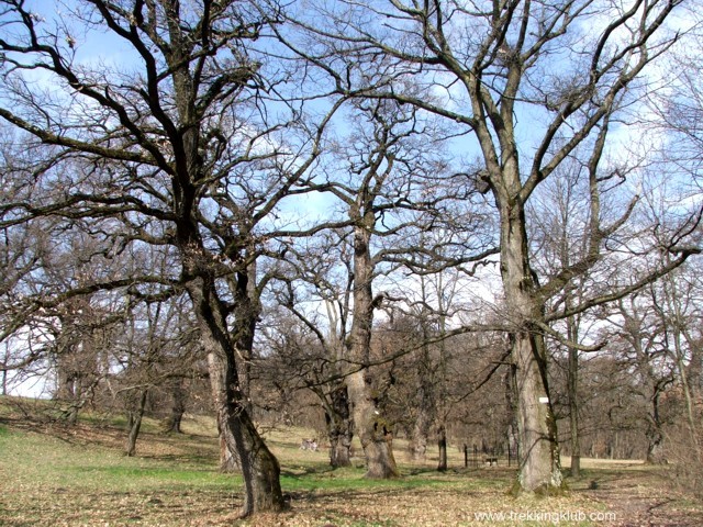 Várpark 1 Kemény család várparkja - Marosvécs