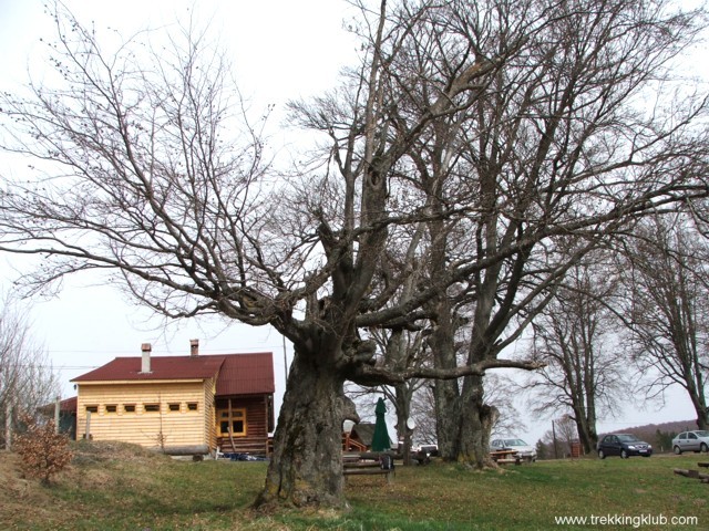 Tarzán fája - Szent Anna-tó