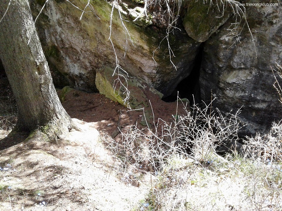 Medvebarlang - Borszék