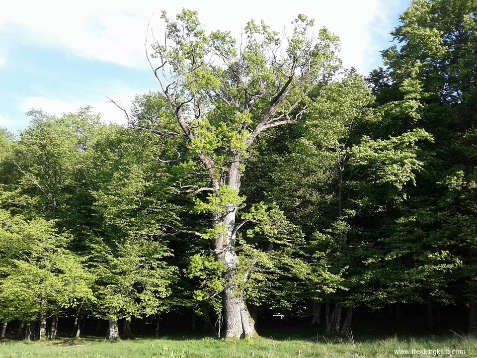 Tölgyfa a Nagy Murgó alatt - Uzonkafürdő