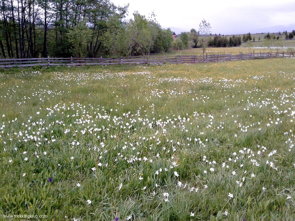 Nárciszrét - Oroszhegy