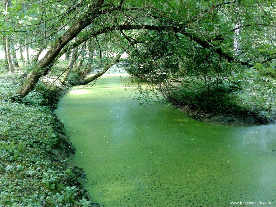 Arborétum szigete - Árokalja