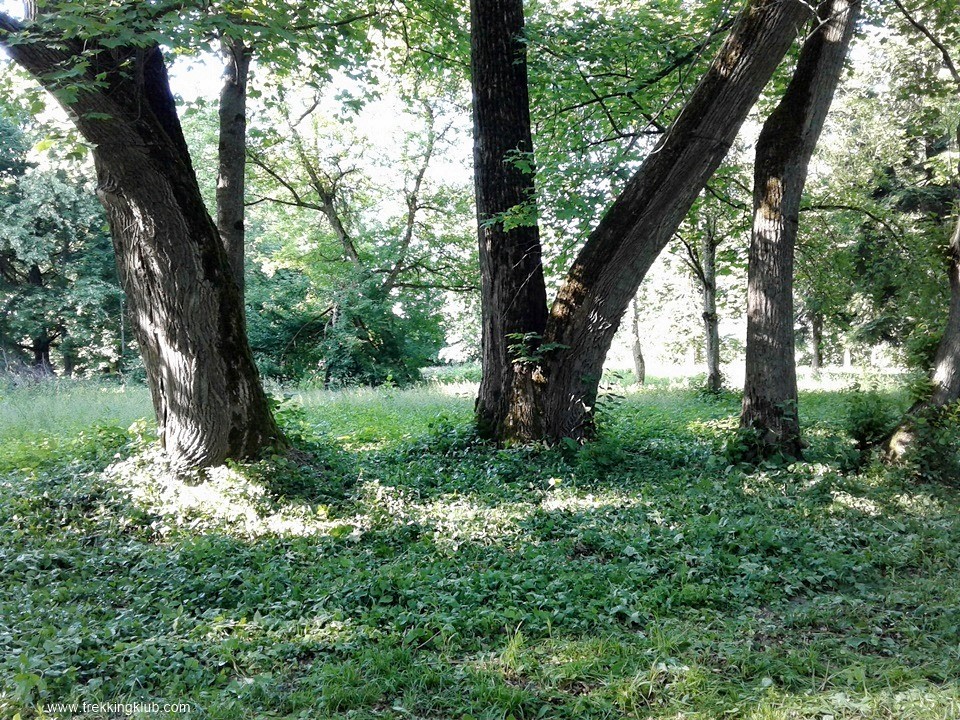 Arborétum tulipánfái - Árokalja