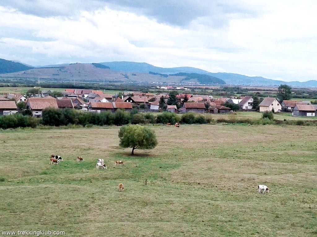 A gyergyóremetei magányos fa Magányos fa - Gyergyóremete