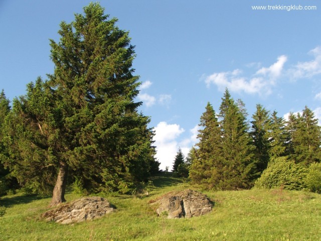 Gréces-tető - Marosfő