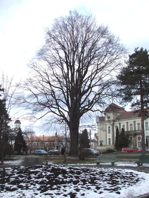 A Vár-tér szilfája - Csíkszereda