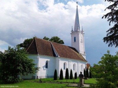 A református templomkert tujabokrai