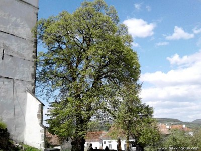 Kislevelű hárs a templomkertben Homoródszentmárton