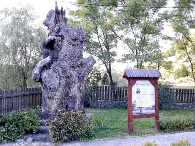 Kannásné fájának maradványa Szejkefürdő