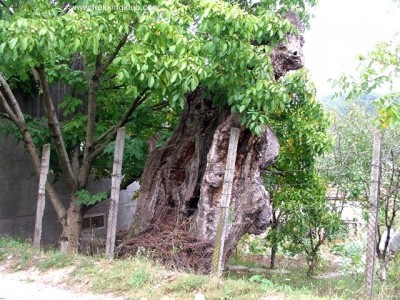 Kannásné fájának maradványa