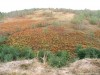 495 Malajesd vár romok