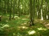 Erdővel borított várudvar