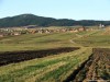 Csíkszentléleki 500 éves hársfa Szántóföld Csíkszentlélek