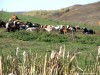 Hattyúk tava - Faragó Tehenek Hattyúk tava Faragó