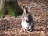 Állatkert - Somostető - Marosvásárhely Kenguru Somostető állatkert Marosvásárhely
