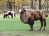 Állatkert - Somostető - Marosvásárhely Púpos teve Somostető állatkert Marosvásárhely