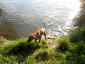 Hétfák - Marosszentgyörgy Fürdőző vizsla Hétfák Marosvásárhely Maros-part
