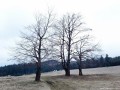 Bükkfa csoport
