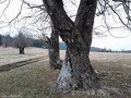 Hirtelen-puszta - Dél-Hargita A nagy X Hirtelen-puszta Dél-Hargita