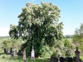 A sírhely feletti fa oldalról