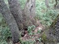 Bazsarózsák dombja - Ciucurova Hangyák birodalma Atmagea Ciucurova bazsarózsa