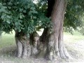 Kettős hársfa