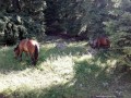Lovak a Terkő-nyeregből Ördög-hágó