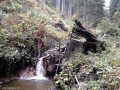 Kivágott fák csonkjai 
Kőfotel-vízesés Bánya-patak