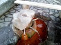 Hármas csorgó Hármas csorgó