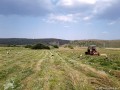 Gólyák a falu határában Gólyák a falu határában