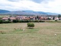 Legelésző tehenek Legelésző tehenek