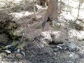 Rompáca borvíz - Csíkajnád Favágók ivóvíz forrása Csíkajnád Rompáca borvíz forrás