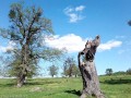Mirkvásári öreg tölgyfás legelő Tölgyfa csonkja Mirkvásár öreg tölgyfás legelő