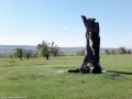 Mirkvásári öreg tölgyfás legelő Megégett facsonk Mirkvásár öreg tölgyfás legelő