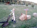 Kertész törpe Kertész törpe