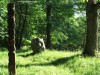 Szelídgesztenye-liget - Homoródkarácsonyfalva Kopjafa és műalkotás Homoródkarácsonyfalva szelídgesztenyefák szelídgesztenyés szelídgesztenye liget