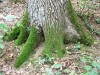 Botanikus kert - Marosvásárhely Zöld cipőben botanikus kert Marosvásárhely