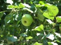 Az almafa termése