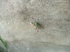 Krisztus lábnyoma - Avas-tető 8160 Avas tető Krisztus lábnyoma
