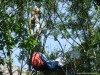 Siklórepülő a fa tetején