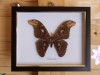 Attacus Atlas