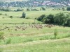 Sóhát és Sószoros - Parajd Legelésző tehenek Sóhát Sószoros Parajd