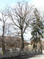 Évszázados tölgyfa - Csíkszépvíz 2008 februárjában Csíkszépvíz évszázados tölgyfa