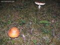 Mérgező gombák