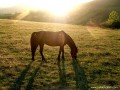Legelésző ló a naplementében