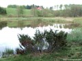 Szencsedi-tó vagy Fenyőkúti-tó Szencsedi-tó - 1 Szencsedi-tó Fenyőkúti-tó Szencsed nárciszmező nárcisz