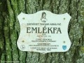 Unitárius templom - Nagyajta Az emlékfa felirata Unitárius templom Nagyajta