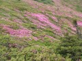 Rododendron-szőnyeg Rododendron-szőnyeg