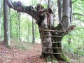 Kisfenyős-kő - Parajd Majdnem létra Kisfenyős kő Parajd kőgomba
