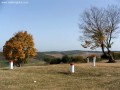 Cinege-tető